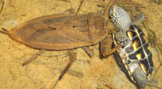 Giant water bugs catch snakes eating meat