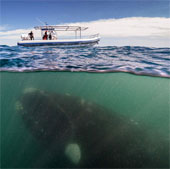 Giant whales are approaching the tourist boat