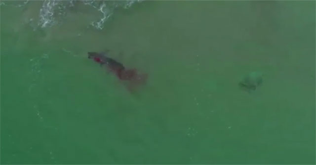 Giant white sharks devour seals in a bloody battle