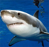 Giant white sharks eat more than people think
