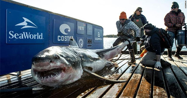 Giant white sharks swim 2370km from the Canadian coast to the United States