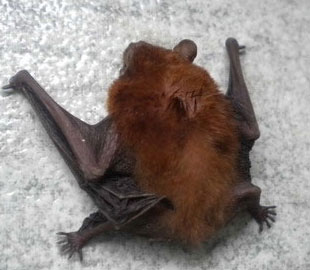 Giants between mosquito bats