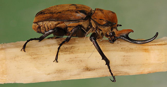 Giants in the insect world