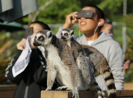 Gibbon dancing for eclipse