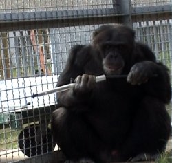 Gibbon is capable of imitating movies