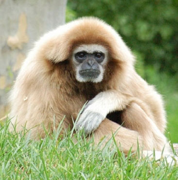 Gibbon species have the ability to sing like professional opera singers