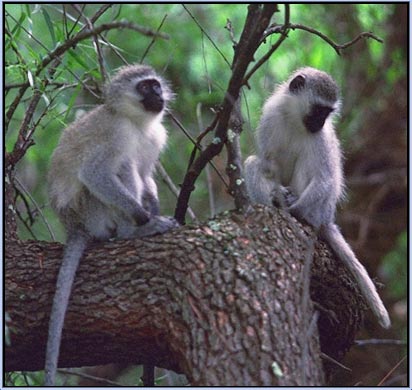 Gibbons 'sing' to ward off enemies