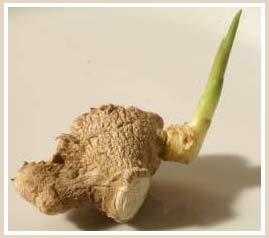 Ginger cultivation techniques