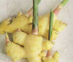 Ginger treatment of rhinitis