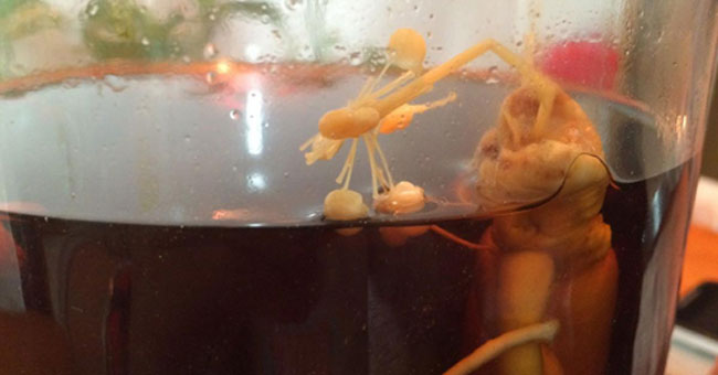 Ginseng blooms after 8 years of immersion in wine bottles