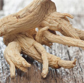 Ginseng extract helps increase resistance against many influenza viruses