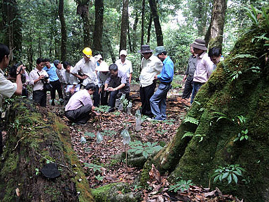 Ginseng forest is planted