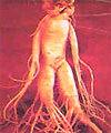 Ginseng room cold