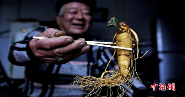 Ginseng soaked wine 7 years suddenly blooming blue flowers