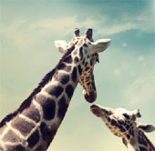 Giraffe secrets
