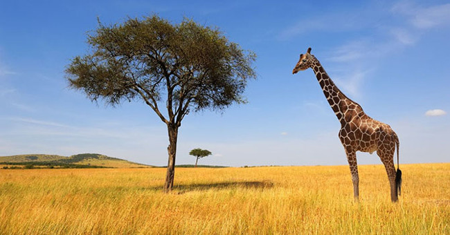 Giraffes are at risk of extinction
