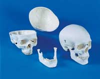 Give back to patients with skull defects