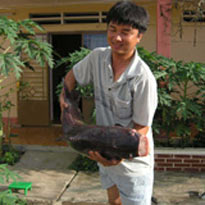 Give birth to coral fish