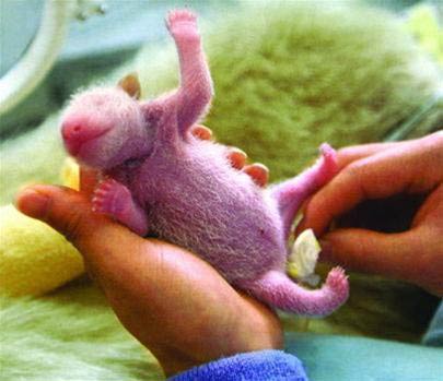 Give birth to pandas