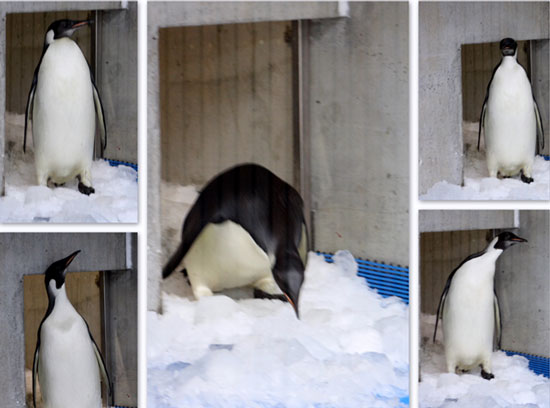 Give the Emperor the penguin back home