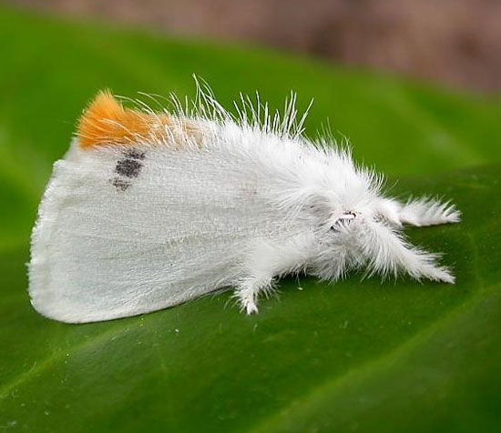 Giving a curfew to butterflies