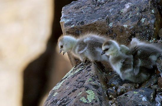 Giving heart to the ritual of birth of the newborn sky goose