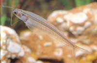 Glass fish