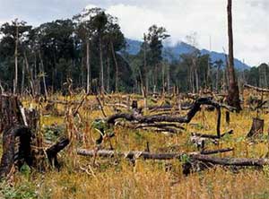 Global deforestation is still at an alarming rate