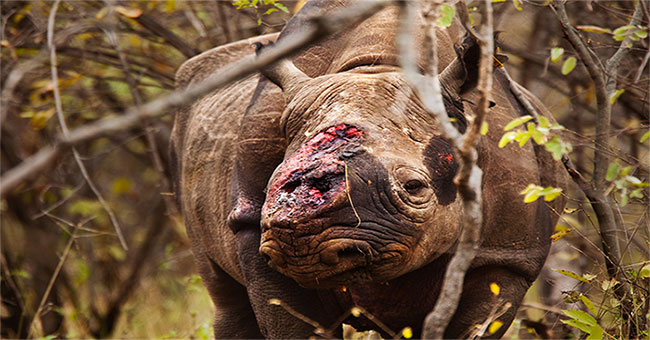 Global vertebrate animals have decreased by 60%