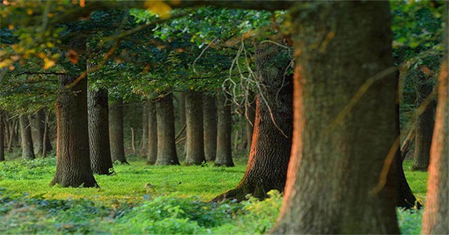 Global warming has changed the flora of France