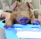 Glow pig is born in China