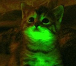 Glowing cats can fight HIV / AIDS
