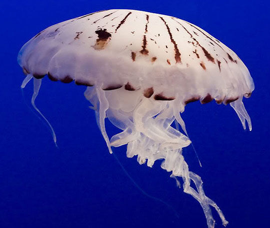 Glowing cells in jellyfish diagnose cancer early