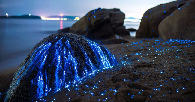 Glowing sea shrimp glows on the coast of Japan