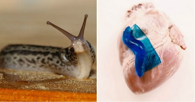 Glue from snail and wound patch without stitches or staples