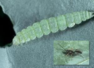 GM crops do not harm beneficial beetles