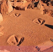 Go to Australia to try on the dinosaur footprint
