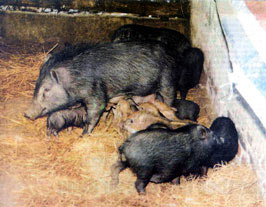 Go to the cage to catch ... wild boar