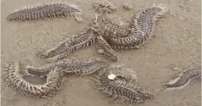 Go to the summer beach beware of this malformed monster