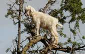 Goat climbing in Morocco