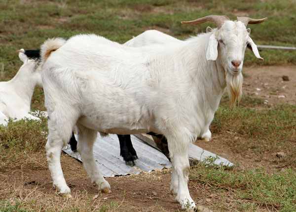 Goats change the sound of the environment