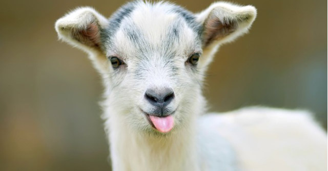 Goats like those who are smiling with them