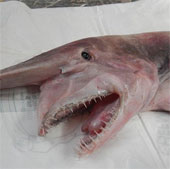 Goblin sharks dug fishermen