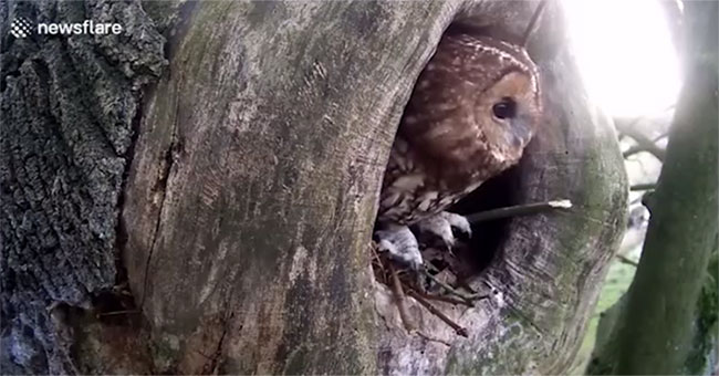 Going out to see the owl occupy the nest, the action