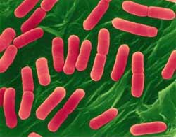 Going to 'report death' causes food poisoning