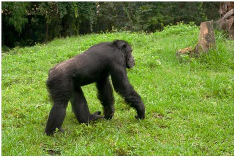 Going with two legs starting with pear action?
