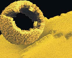Gold, future therapies cure cancer?
