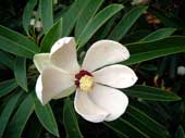 Gold mind - What is special about the tree that will replace 6,700 trees in Hanoi?