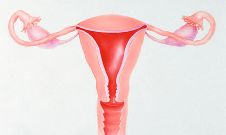 'Gold ratio' in women's reproductive system
