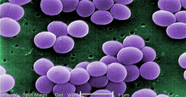 Golden bridge - 'defending champion' antibiotic resistance
